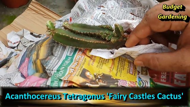 D6164ddb86d9df23f750516317c552c7