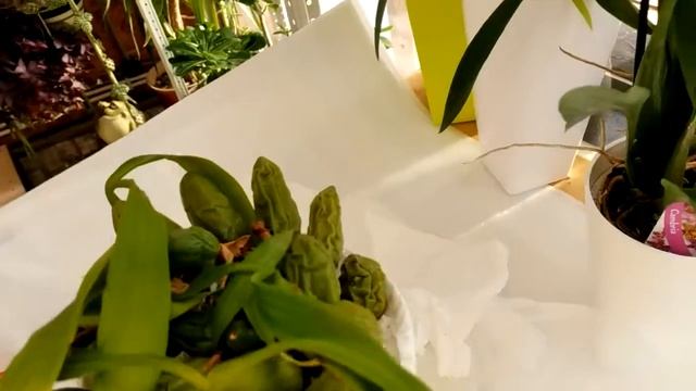 Coelogyne Cristata, Paphiopedilum. Целогина Кристата, пафиопедилум  Первая встреча  Обзор посылок