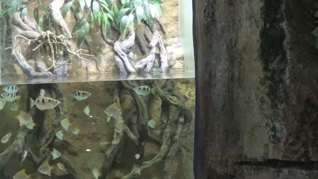 Океанариум/Владивосток