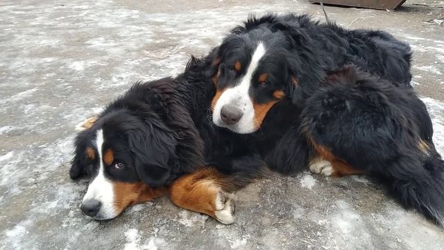 Берняшки устали...