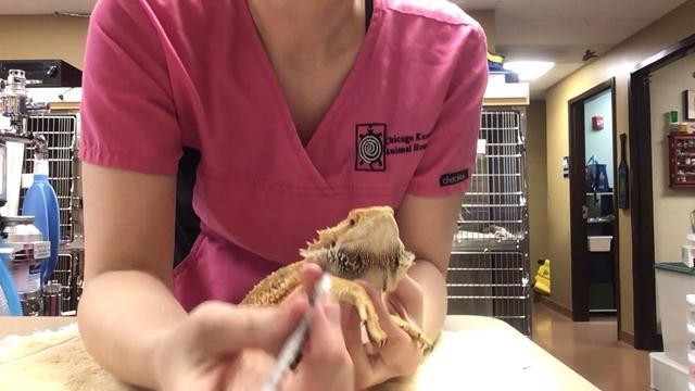 How To Give A Bearded Dragon An Injection