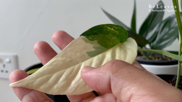 စားပွဲတင်အပင်များနှင့်ဂရုစိုက်နည်းများ (Desk Plants & Caring Tips)