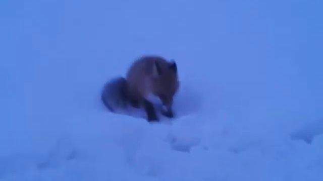 Новый Уренгой. Лиса Жорик