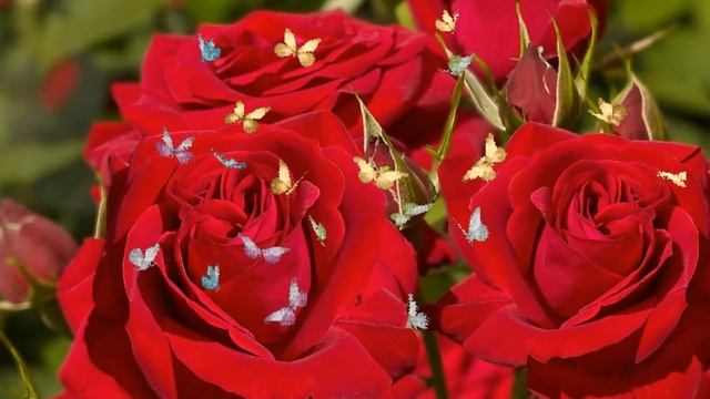 Яркое Поздравление С Днем Рождения Женщине! Поздравить с Днем Рожденья! сднемрождения #открытка