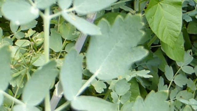 The Walled Garden At Cowdray - Midhurst - Rue - Garðplanta - Grasagarður