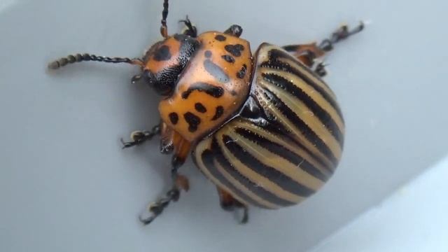 Leptinotarsa decemlineata - Say 1824 - Chrysomelidae - Doryphore de la pomme de terre