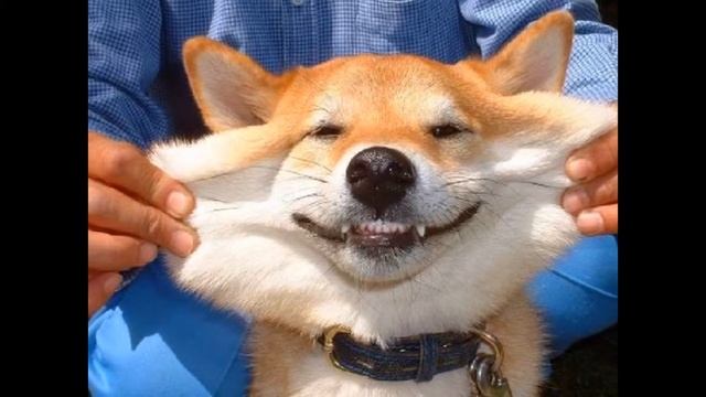 Улыбающиеся собаки такие милые!