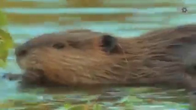 Как волки меняют реки