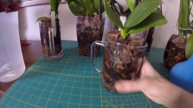 208#165 / Хобби Цветы / ПОЛИВ ОРХИДЕЙ, КОТОРЫЕ КУПИЛИ В ВИДЕО 160#120