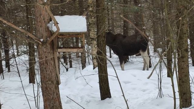 Встреча с лосем