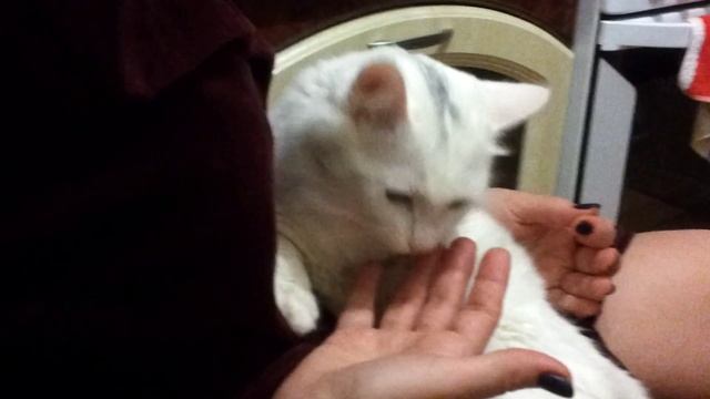 Кошка блокадница ест чёрный хлеб. Ржака