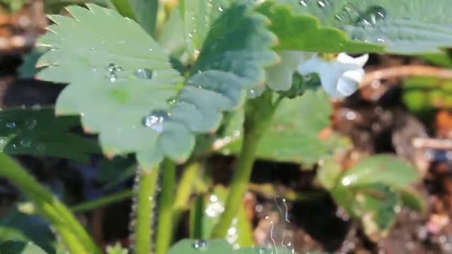 Canon 1100d видео тест