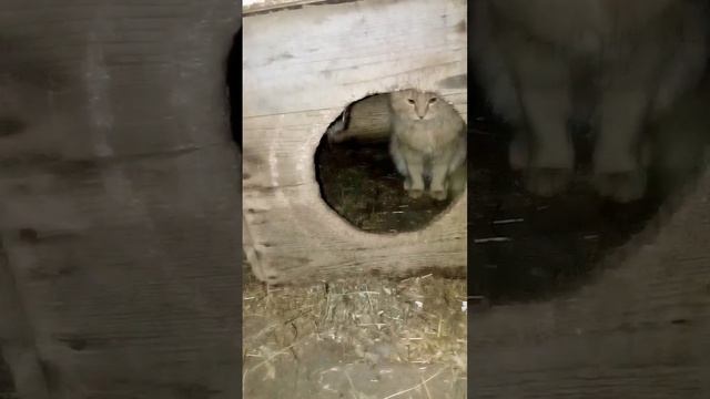 713. Дикая лиса Маркиза и кот Амур???, что может быть опаснее для кота, чем влюблённая в него лиса!