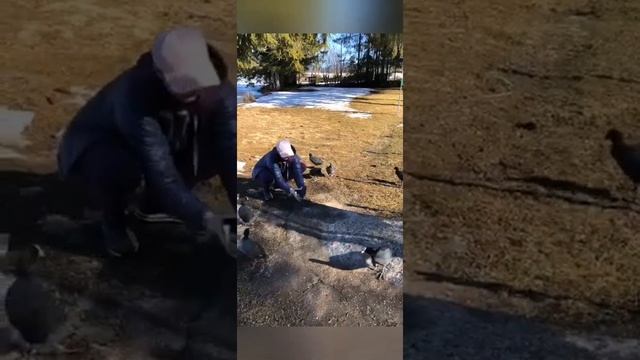 Как поймать птицу лысуху. Смотреть со звуком до конца