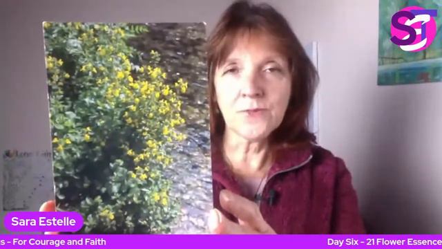 Day 6 Of 21 Flower Essences For 2021 - Mimulus Essence For Courage