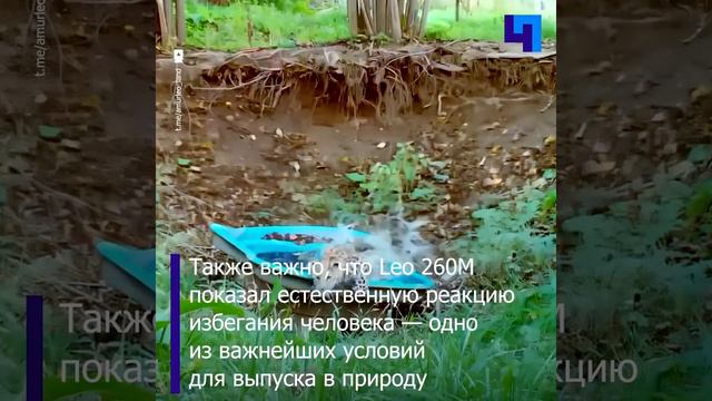 Леопарденок-сирота Leo 260M успешно прошел экзамен в Центре реабилитации в Приморском крае
