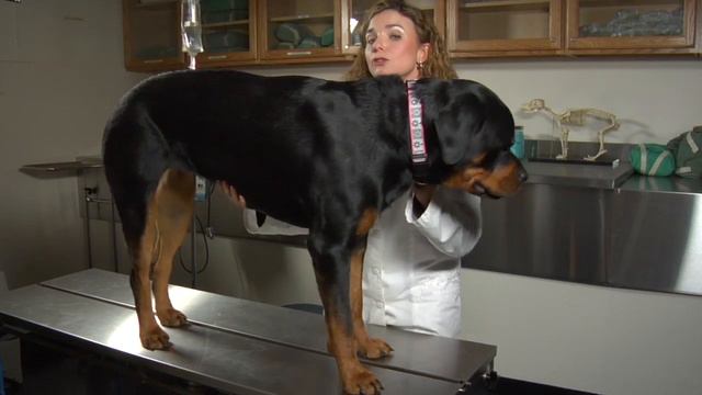 How To Measure A Dog's Heartbeat : Dog's Health