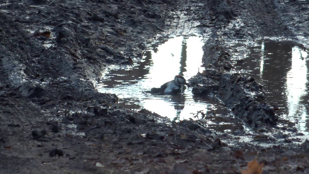 Дятел решил искупаться