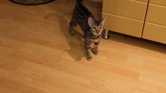 Кот породы бенгал: Марлин и бутылка )))