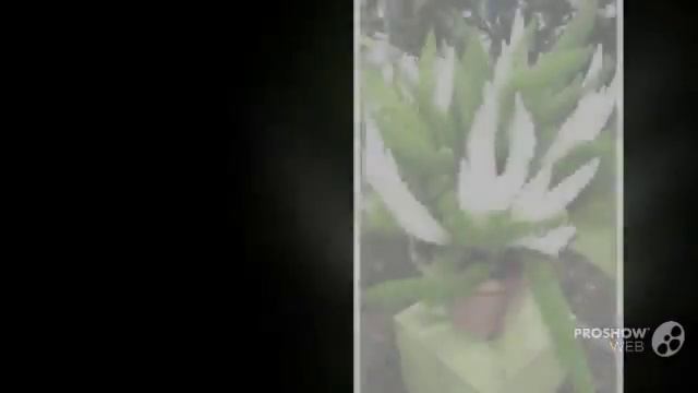 Asparagus - Garden Plants
