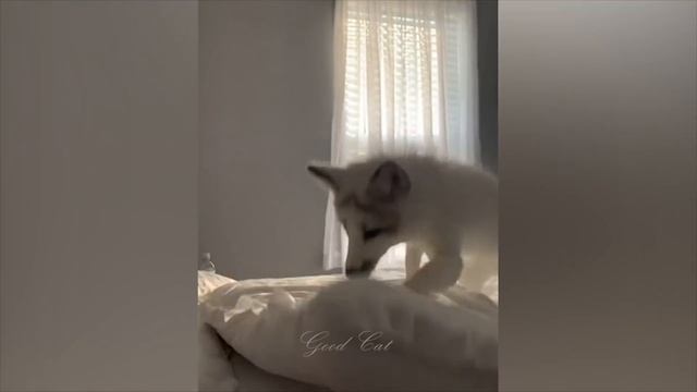 ПРИКОЛЫ С ЖИВОТНЫМИ ДО СЛЕЗ / Смешные КОТЫ 2021 / Приколы с КОТАМИ / Funny ANIMALS Video #53