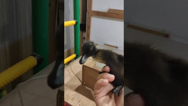Утята индийский бегунок растут. Обустройство брудера.