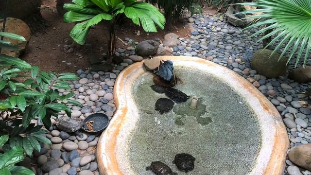 Ботанический сад. Гонконг