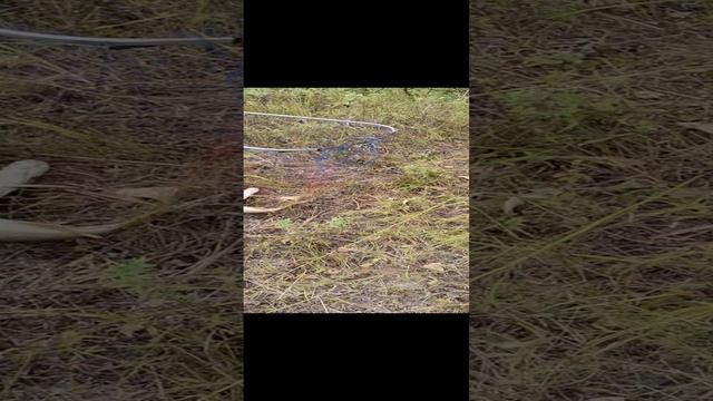 Станислав Морозов/красный сын