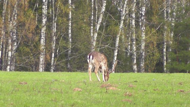 Олений Остров. Благородные Олени Крупным Планом. Сафари Веретьево.