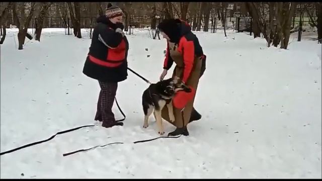 Ветер с Востока Герда ( СЗ Урга × РА Якко), 5, 5 месяцев и второе занятие по ЗКС.