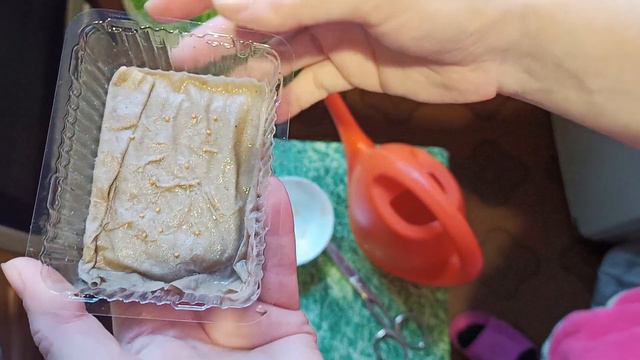 Будни цветовода видеоблогера. Сеем Инжир семенами в тепличку