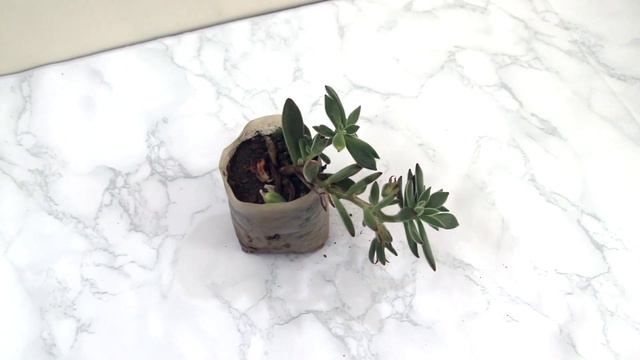 Cactus, Succulent And Creeper Plant Haul || Garden Accessories