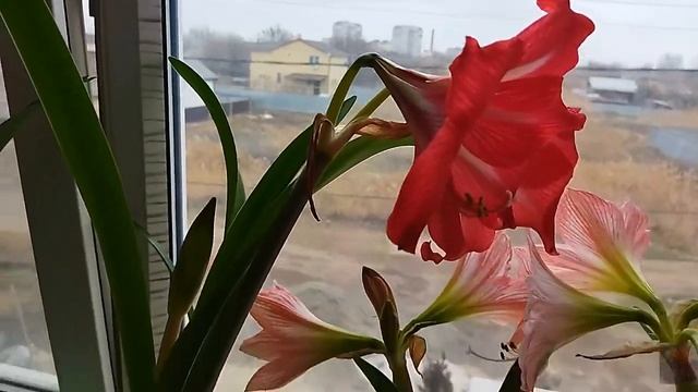 ВЕСЕННЯЯ КРАСОТА НА ОКНЕ ЦВЕТЕТ АМАРИЛЛИС