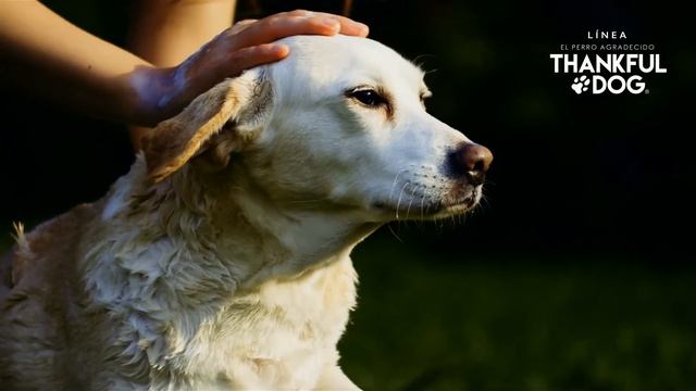 Grisi Thankful Dog