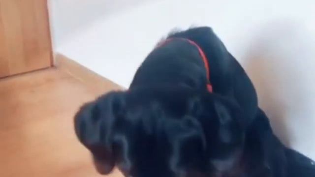 5 примет, о которых предупреждают домашние животные!