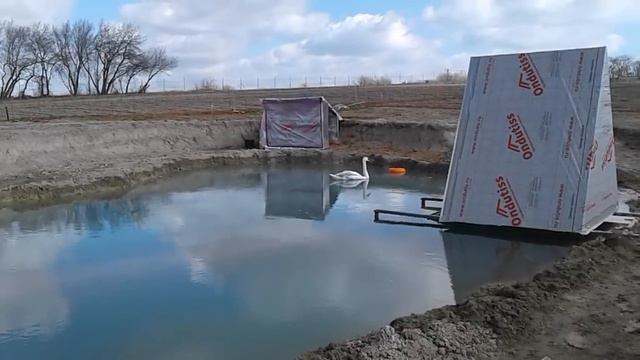 Донна Роза лучшая из роз. питомник роз полины козловой Rozarium.biz,  Domestic Swans