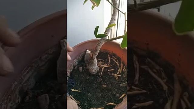 A3ce92134b20161f4e908803c78b7019