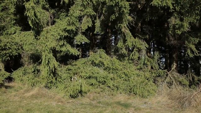 Snowdog B13 MER + грузовой полуприцеп в Чехии.