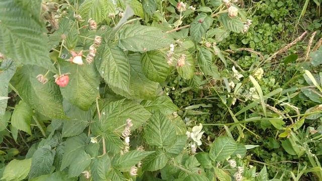 При какой болезни малины придётся избавиться от куста.