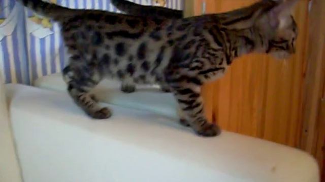 BENGAL KITTEN - Http://www.bensun.ru - BENSUN Bengals Cattery From St.Petersburg