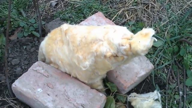 Как укрыть инжир быстро молодые саженцы