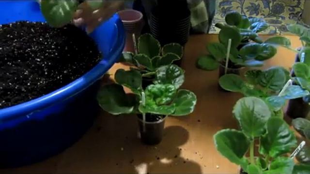 ПЕРЕСАЖИВАЕМ ВЗРОСЛЫЕ ДЕТКИ ФИАЛОК В БОЛЬШИЕ СТАКАНЧИКИ.