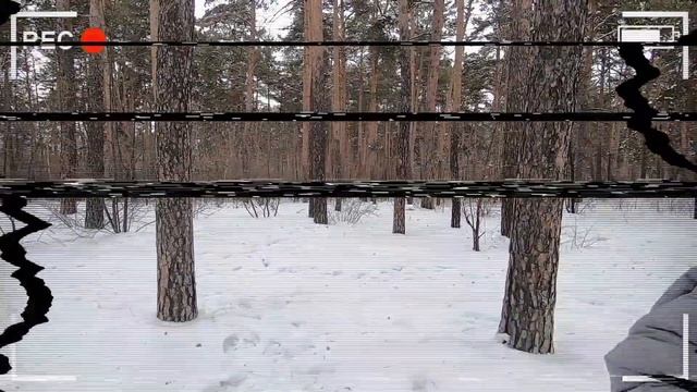 Топ 5 СИРЕНОГОЛОВЫЙ снятый на камеру