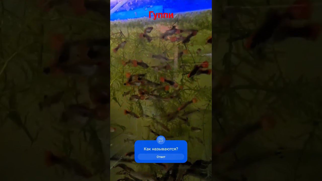 Породные? Если да, то как название? #aquariumshow #aquascape #aqarium