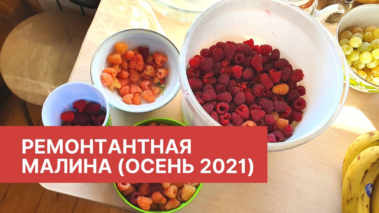 Ремонтантная малина осень 2021