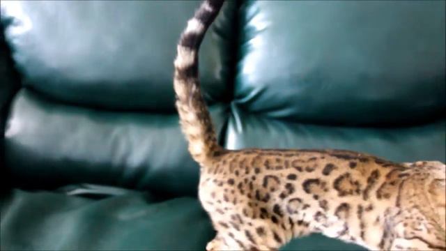 Анакторон Злата бенгальский котенок