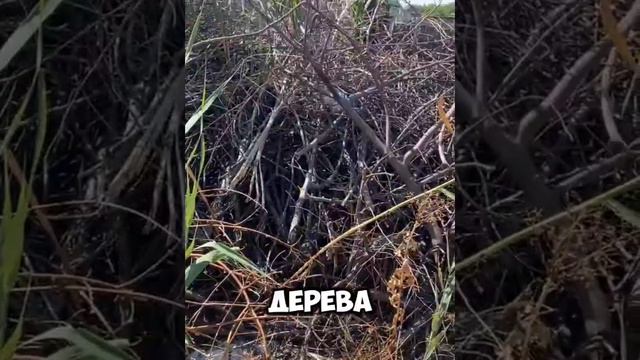 Откуда древесина?