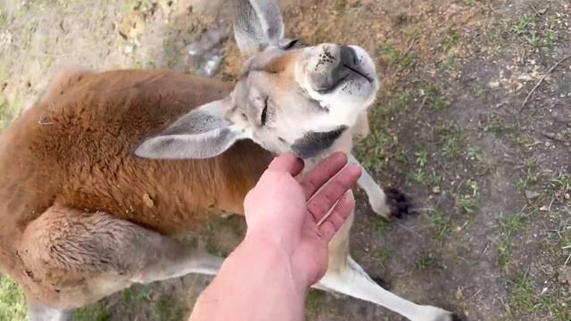 How To Survive A Kangaroo Attack (I Die)