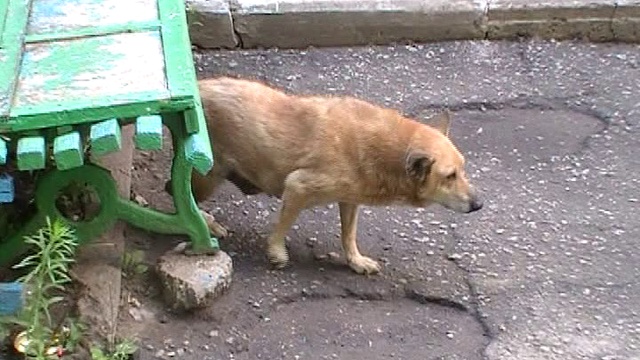 Почеши меня!