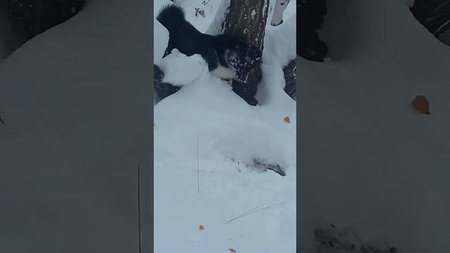 323c64585942814105bd1123fa435ed7